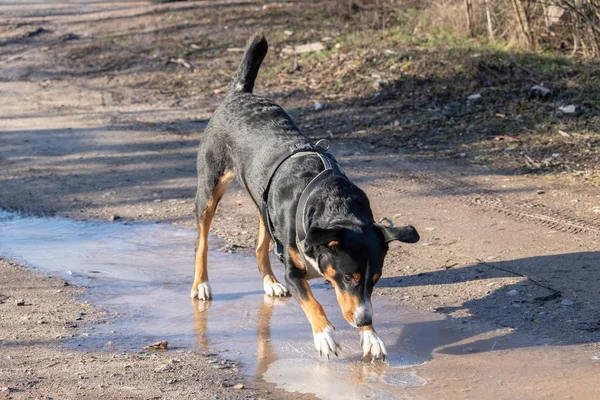 Gran Perro Sin Hogar Para Hielo Agua Helada Invierno Appenzeller — Foto de Stock