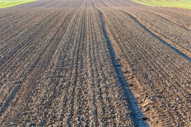 taze tohum tarım alanı kış sezonu