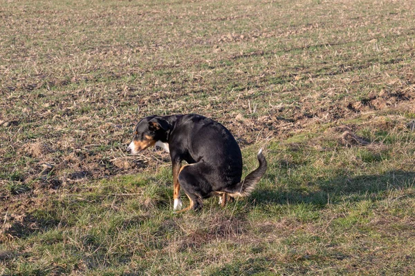 Cane Nero Cacca Sul Green Appenzeller Sennenhund — Foto Stock