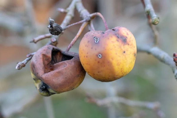 Close Rotten Apple Mildew Tree — Stock Photo, Image