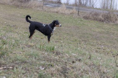 Appenzeller dağın köpek ayakta çimenlerin üzerinde