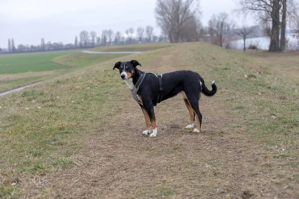 Appenzeller Berg Hond Staande Gras — Stockfoto