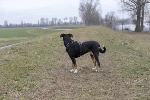 Appenzeller Mountain Dog Standing Grass — Stock Photo, Image