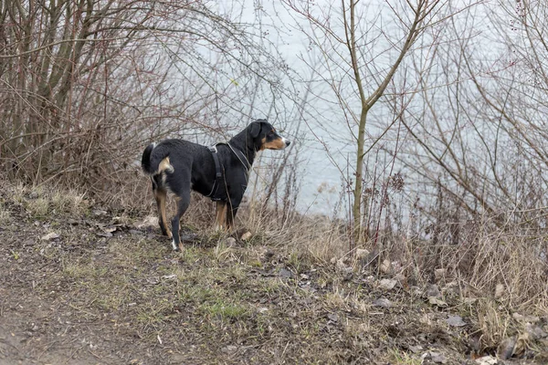 Appenzeller Mountain Dog Standing Grass — Stock Photo, Image