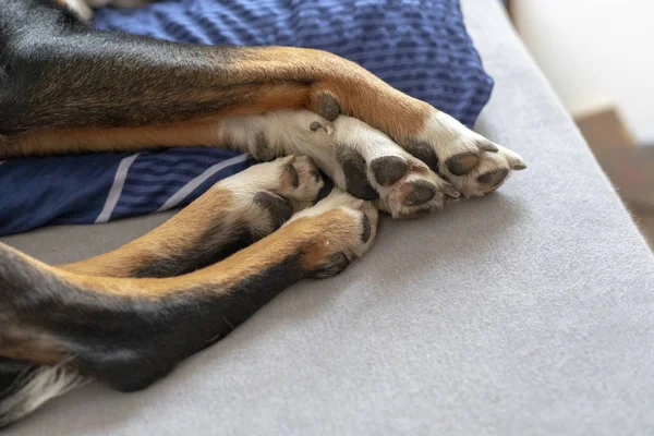 Köpek Pençe Yatakta Yatıyordu Beyaz Kahverengi Siyah Köpek — Stok fotoğraf