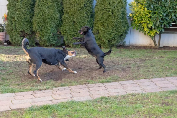 Cães Appenzeller Filhote Cachorro Brincando Lutando Jardim — Fotografia de Stock
