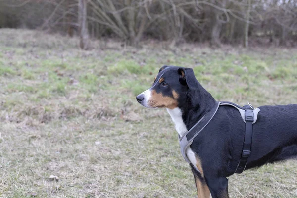 Appenzeller Mountain Dog Esecuzione Sull Erba Verde — Foto Stock