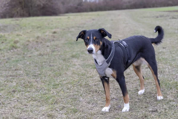 Appenzeller Mountain Dog Running Green Grass — Stock Photo, Image