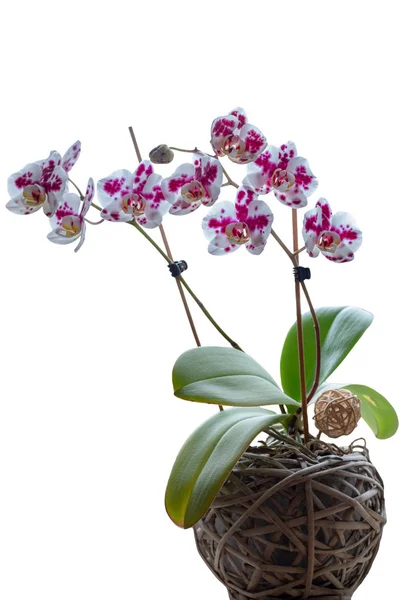 Lila Orchidee Isoliert Auf Weißem Hintergrund — Stockfoto
