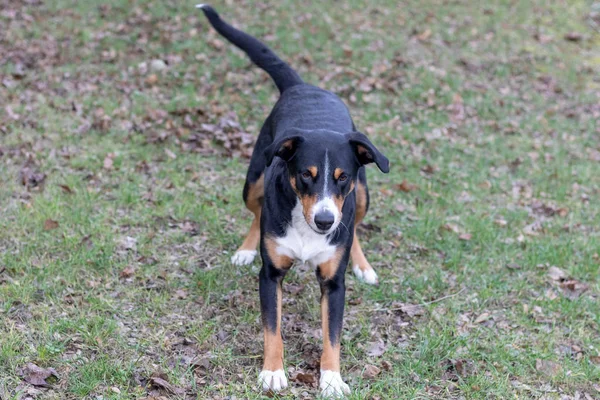 Appenzeller Mountain Dog Jugando Aire Libre Con Una Pelota — Foto de Stock