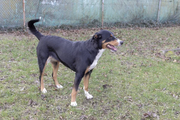 Ppenzeller Sennenhund Chien Est Debout Dans Parc Hiver Portrait Chien — Photo