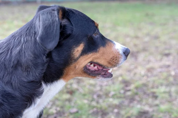 佩彭泽勒 塞南洪德冬天 狗站在公园里 阿彭策勒山狗的肖像 — 图库照片
