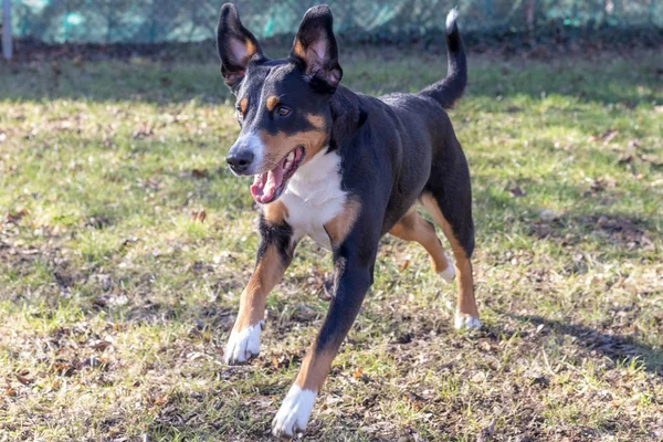 Yeşil Çimenlerin Üzerinde Çalışan Appenzell Büyükbaş Hayvan Köpek — Stok fotoğraf