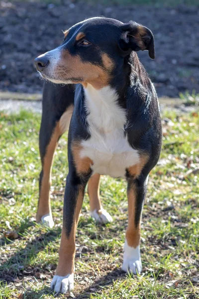 Yeşil Çimenlerin Üzerinde Çalışan Appenzell Büyükbaş Hayvan Köpek — Stok fotoğraf