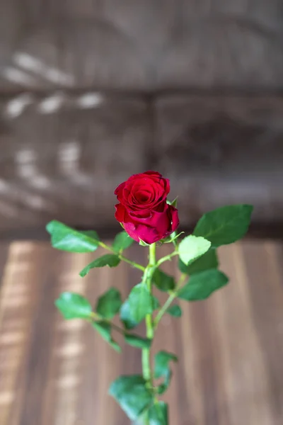 house indoor with beautiful red roses.