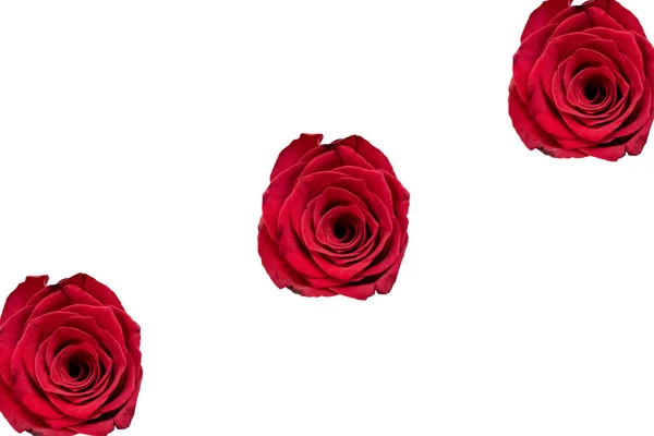 Izolované Krásné Červené Růže Bílém Pozadí Kopírovat Prostor — Stock fotografie