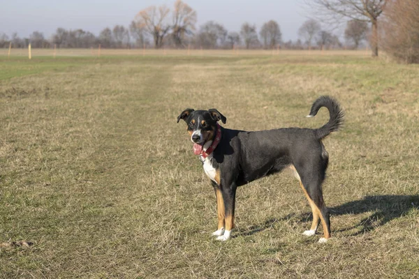 Appenzell Chien Bétail Debout Sur Herbe Verte — Photo