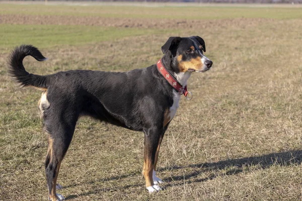 Appenzell Chien Bétail Debout Sur Herbe Verte — Photo