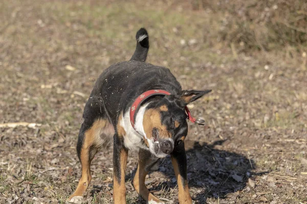 Appenzeller Dağ Köpeği başını sallıyor