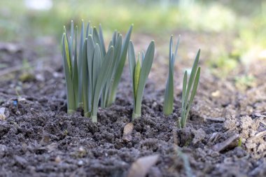 Lale çiçek açık havada yeşil lahanası.
