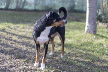 Appenzell sığır köpek ayakta yeşil çimenlerin üzerinde.