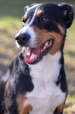 Appenzell sığır köpek ayakta yeşil çimenlerin üzerinde.