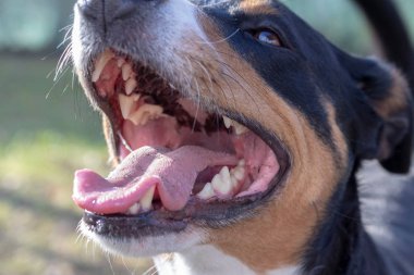 Dil ve diş gösteren açık köpek ağız