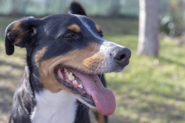 Appenzell sığır köpek ayakta yeşil çimenlerin üzerinde.