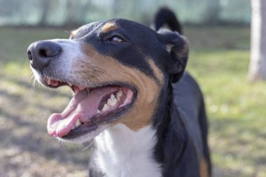 Appenzell sığır köpek ayakta yeşil çimenlerin üzerinde.