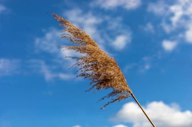 Common reed (phragmites australis) bending with the wind clipart