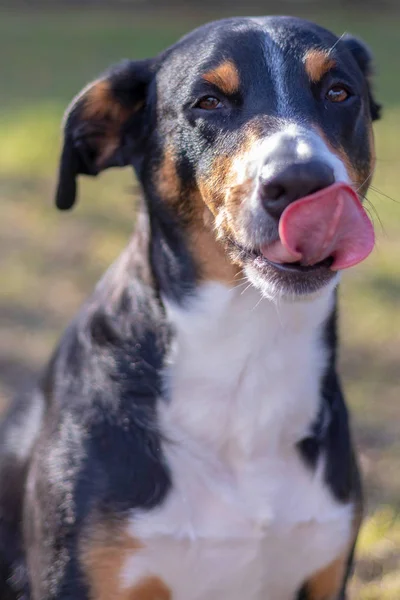 Lustiger Hund Leckt Lippen Mit Herausgestreckter Zunge — Stockfoto