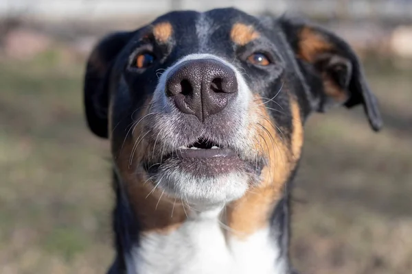 Appenzeller Mountain Dog, Dog Nose