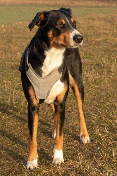 Стоящий Портрет Милой Улыбающейся Черно Белой Трехцветной Горной Собаки Аппенцлера — стоковое фото