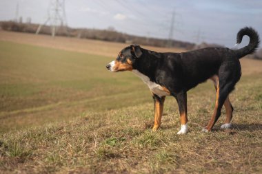 Arka plan yeşil çimen ile ayakta sevimli gülümseyen, siyah beyaz portre üç renkli appenzeller dağ köpek.