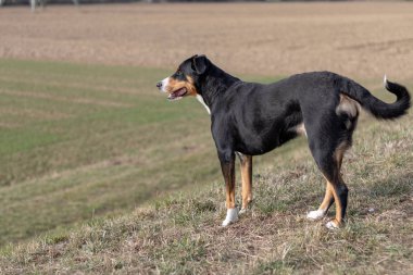 Arka plan yeşil çimen ile ayakta sevimli gülümseyen, siyah beyaz portre üç renkli appenzeller dağ köpek.