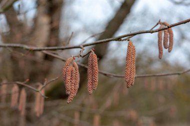 bir ortak fındık ağacı Latin corylus avellana huş aile veya betulaceae meyve üzerinde erkek kedicikler olduğunu fındık kışın bataklıklar veya pallude 