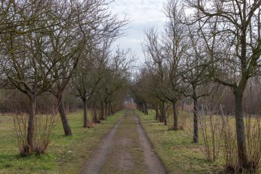 Bahar Parkı, Frankenthal - Almanya sokakta ağaç