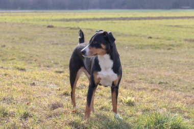 Arka plan yeşil çimen ile ayakta sevimli gülümseyen, siyah beyaz portre üç renkli appenzeller dağ köpek.