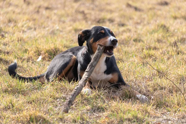 Perro Blanco Negro Primavera Appenzeller Mountain Dog Enorme Perro Masticando — Foto de Stock