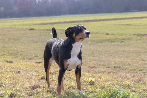 Ritratto Piedi Carino Sorridente Appenzeller Tricolore Bianco Nero Cane Montagna — Foto Stock