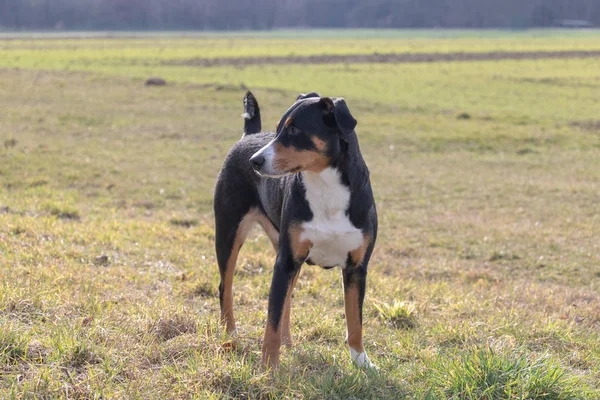 Portrait Debout Mignon Sourire Tricolore Noir Blanc Appenzeller Chien Montagne — Photo