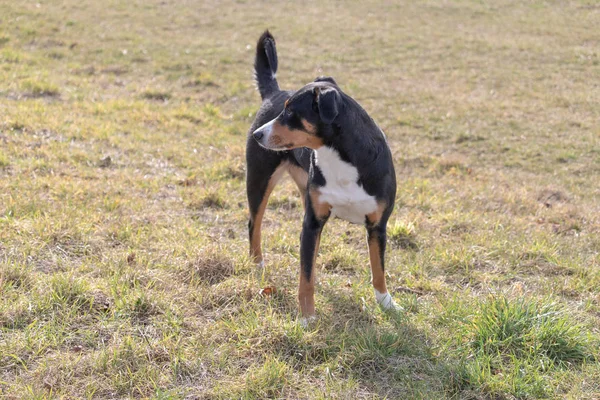 Retrato Bonito Sorrindo Preto Branco Tricolor Appenzeller Cão Montanha Com — Fotografia de Stock