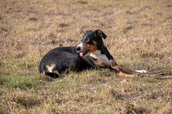 Perro Blanco Negro Primavera Appenzeller Mountain Dog Enorme Perro Masticando — Foto de Stock