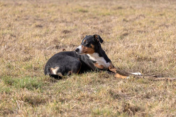 Perro Blanco Negro Primavera Appenzeller Mountain Dog Enorme Perro Masticando — Foto de Stock