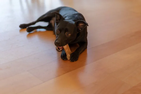 little black puppy dog chewing on a bone