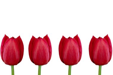 Beyaz arkaplanda kırmızı laleler