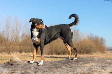 Bir ağaç gövdesinde duran ve forwa arıyorum Appenzeller cins köpek