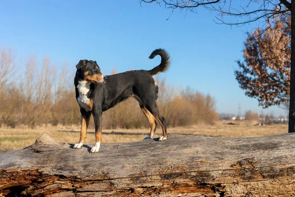 Appenzeller Rassehund steht auf Baumstamm und schaut nach vorn — Stockfoto