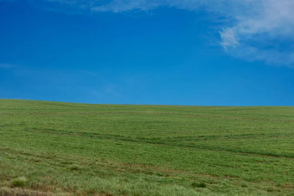 Зеленое поле и голубое небо — стоковое фото