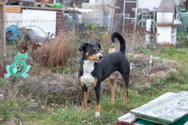 Çimlerin üzerinde Appenzeller Sennenhun duran